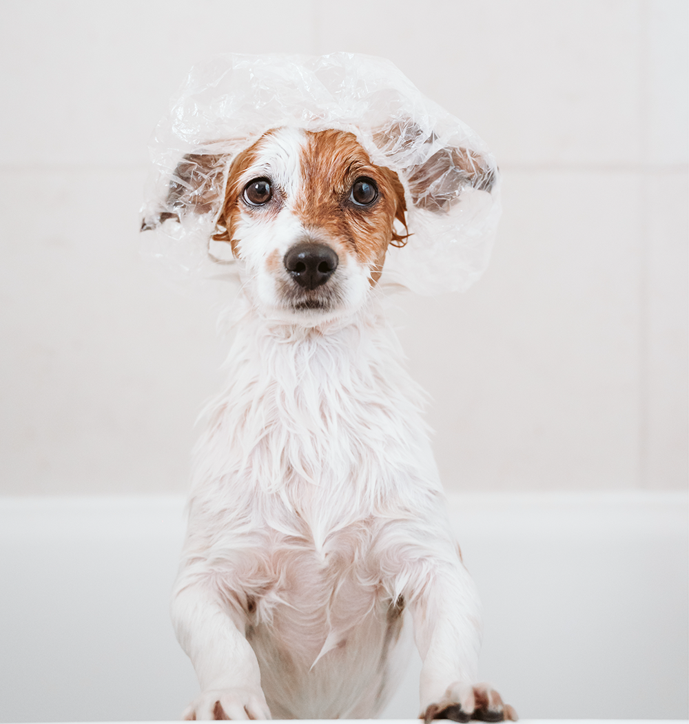 Dog is having a healthy bath